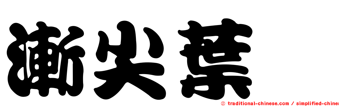 漸尖葉櫧