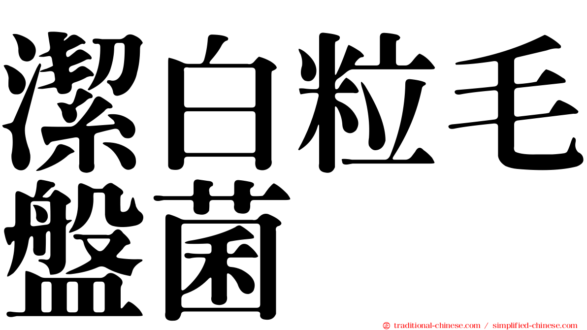 潔白粒毛盤菌