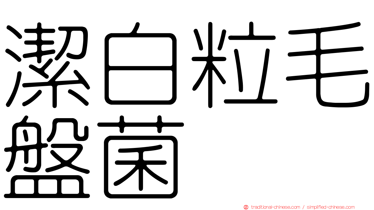 潔白粒毛盤菌