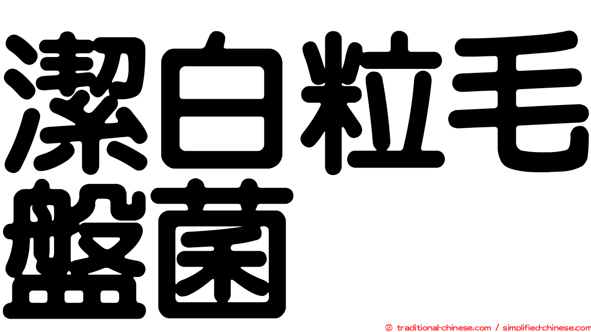 潔白粒毛盤菌