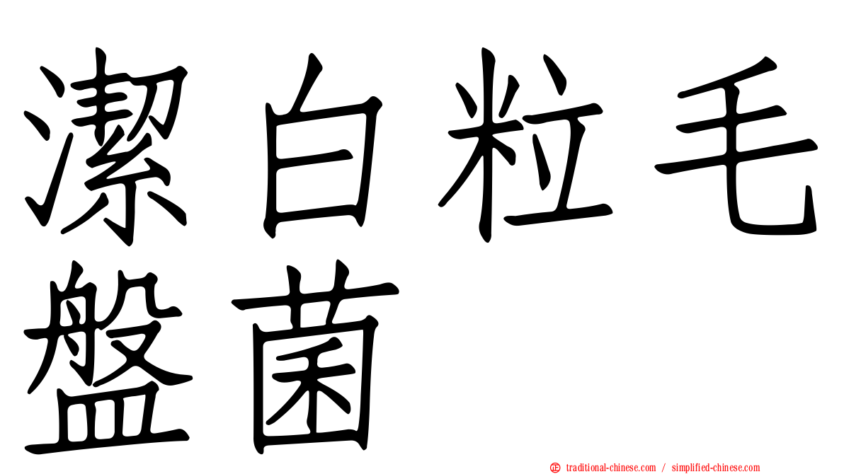 潔白粒毛盤菌