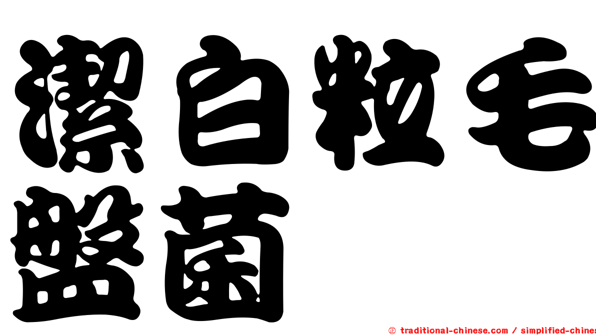 潔白粒毛盤菌
