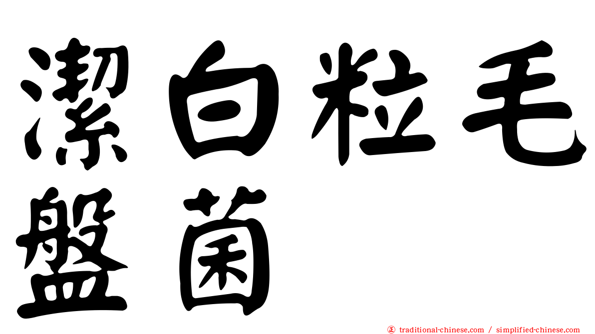 潔白粒毛盤菌