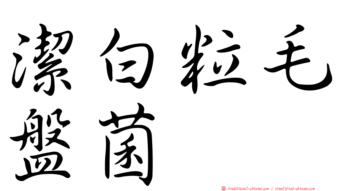 潔白粒毛盤菌