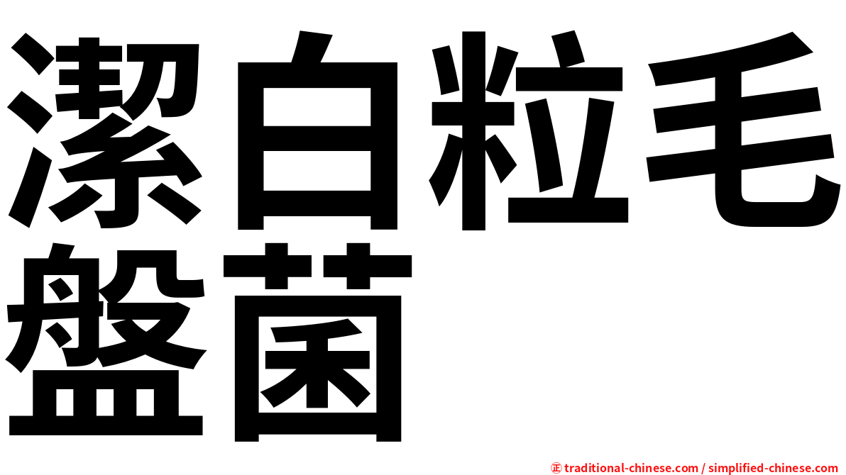 潔白粒毛盤菌