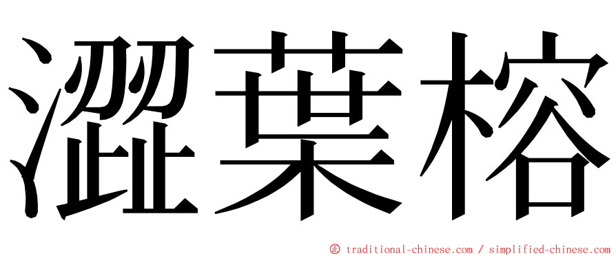 澀葉榕 ming font