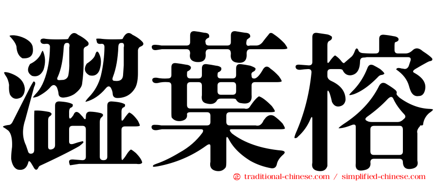 澀葉榕