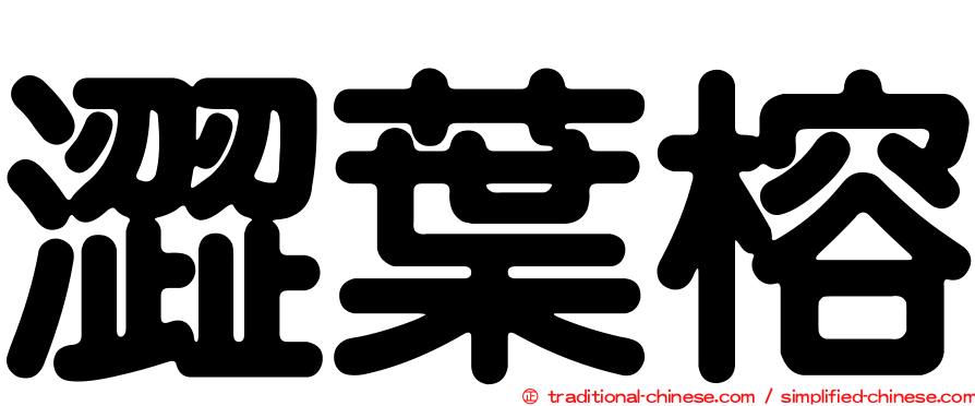 澀葉榕