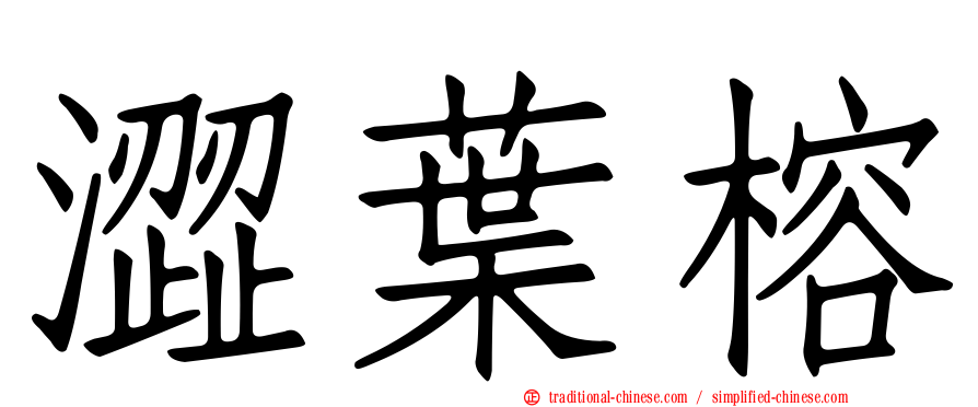 澀葉榕