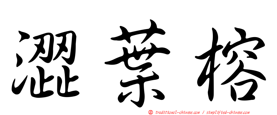 澀葉榕