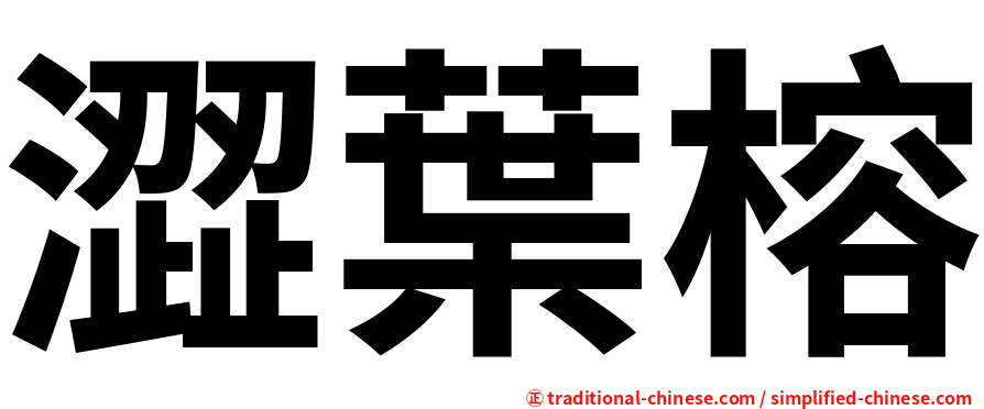 澀葉榕