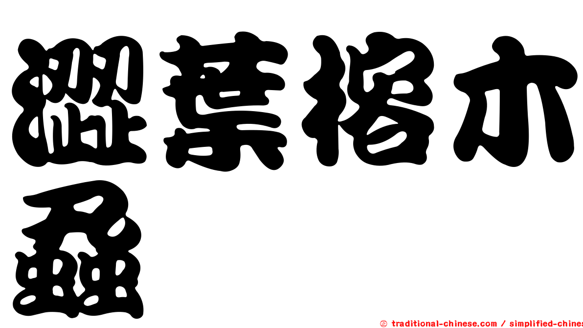 澀葉榕木蝨