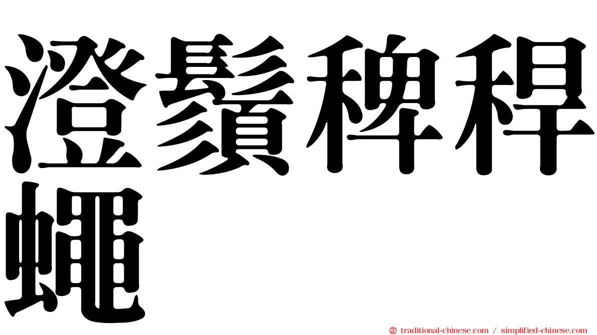 澄鬚稗稈蠅