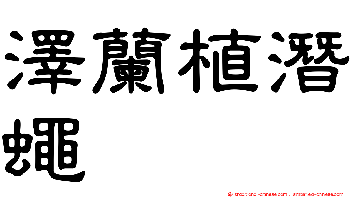 澤蘭植潛蠅