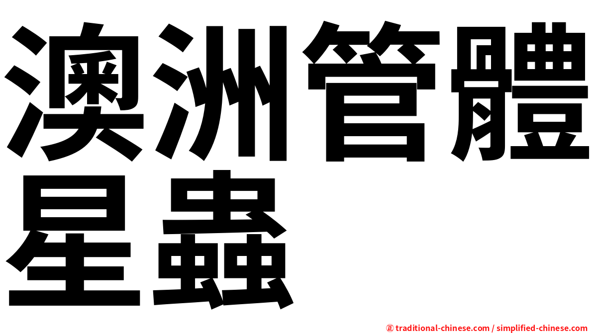 澳洲管體星蟲