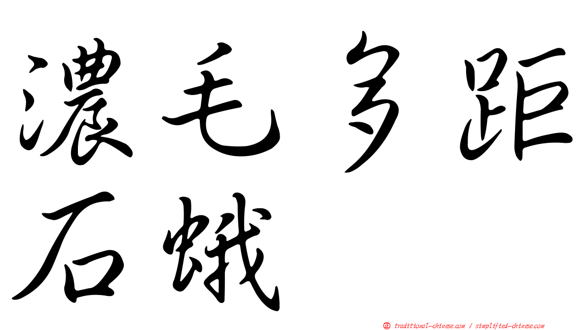 濃毛多距石蛾