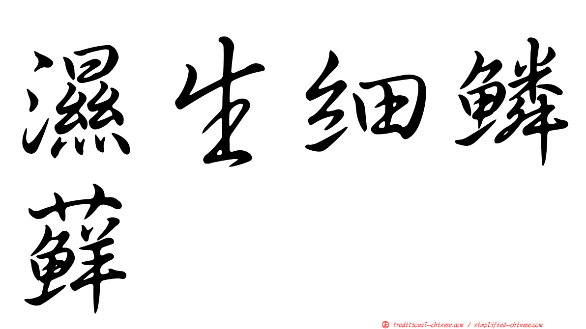 濕生細鱗蘚