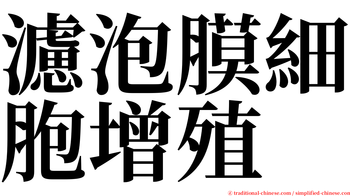 濾泡膜細胞增殖 serif font