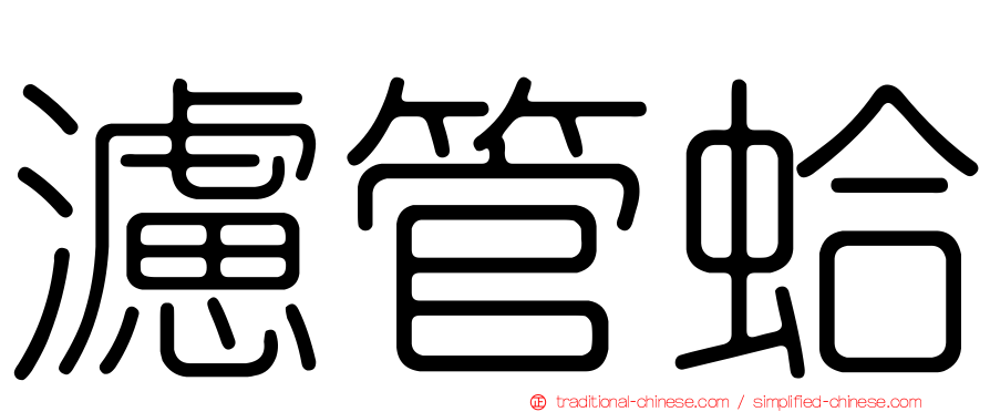 濾管蛤