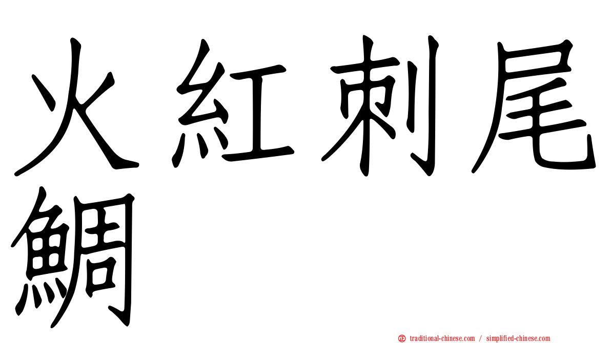 火紅刺尾鯛