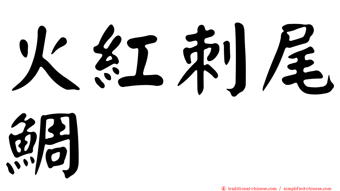 火紅刺尾鯛