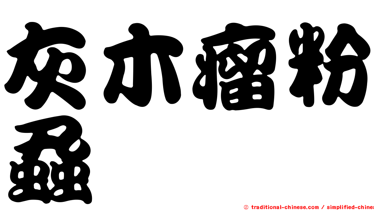 灰木瘤粉蝨