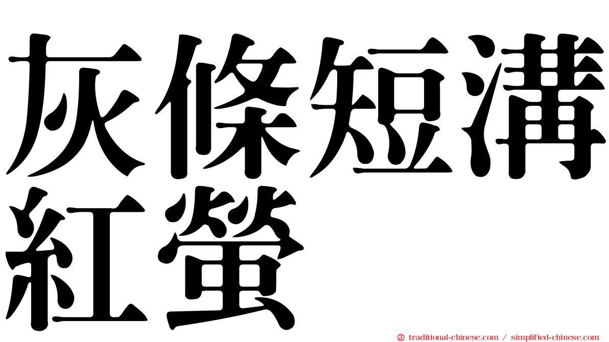 灰條短溝紅螢