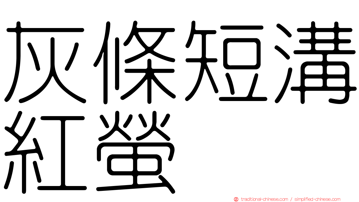灰條短溝紅螢
