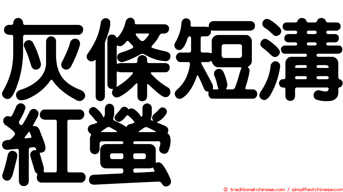 灰條短溝紅螢