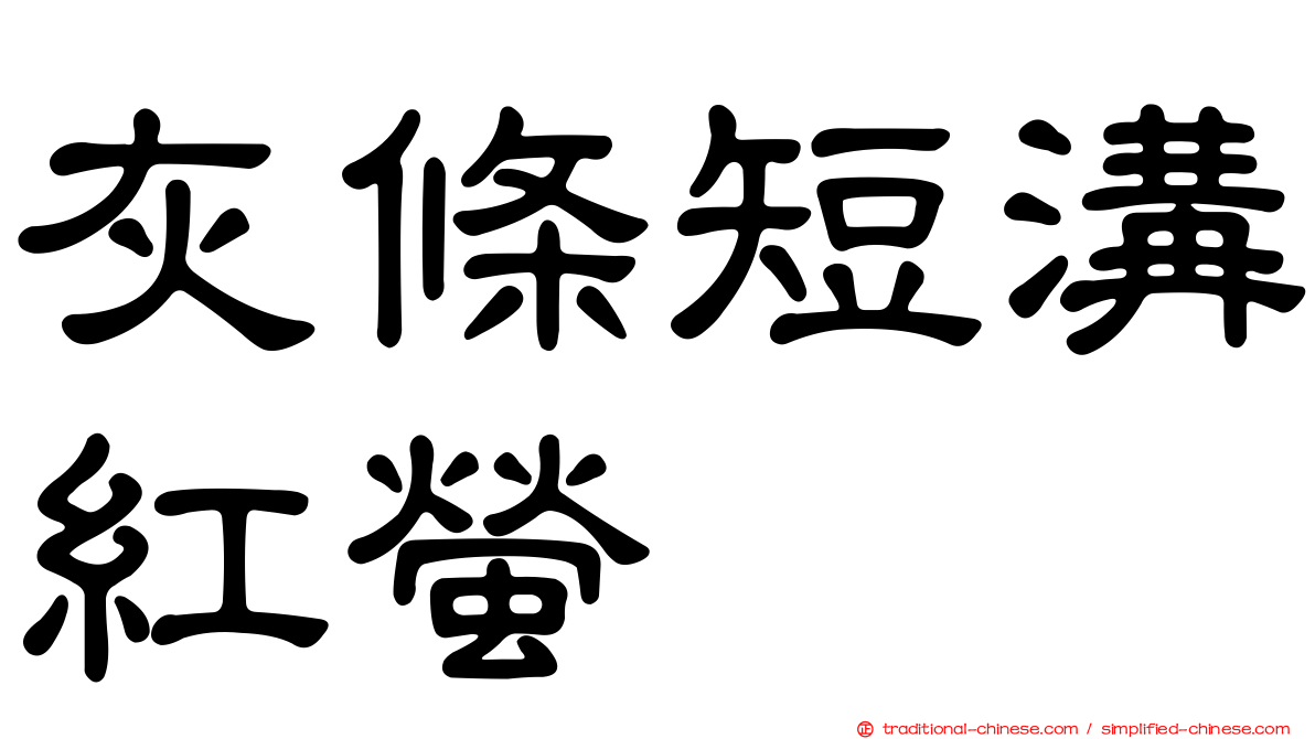 灰條短溝紅螢