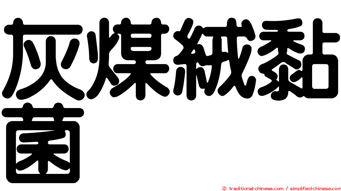 灰煤絨黏菌