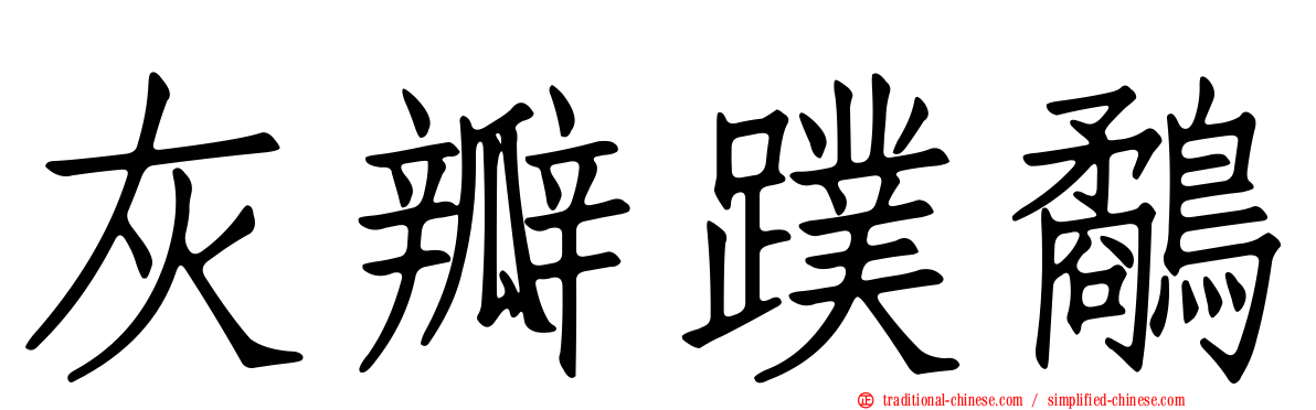 灰瓣蹼鷸
