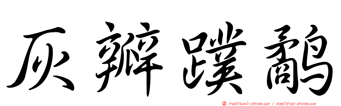灰瓣蹼鷸