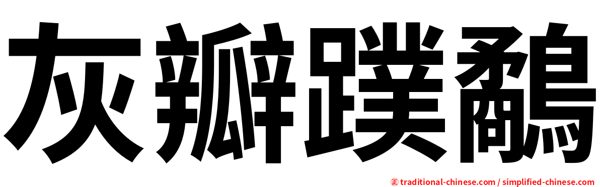 灰瓣蹼鷸
