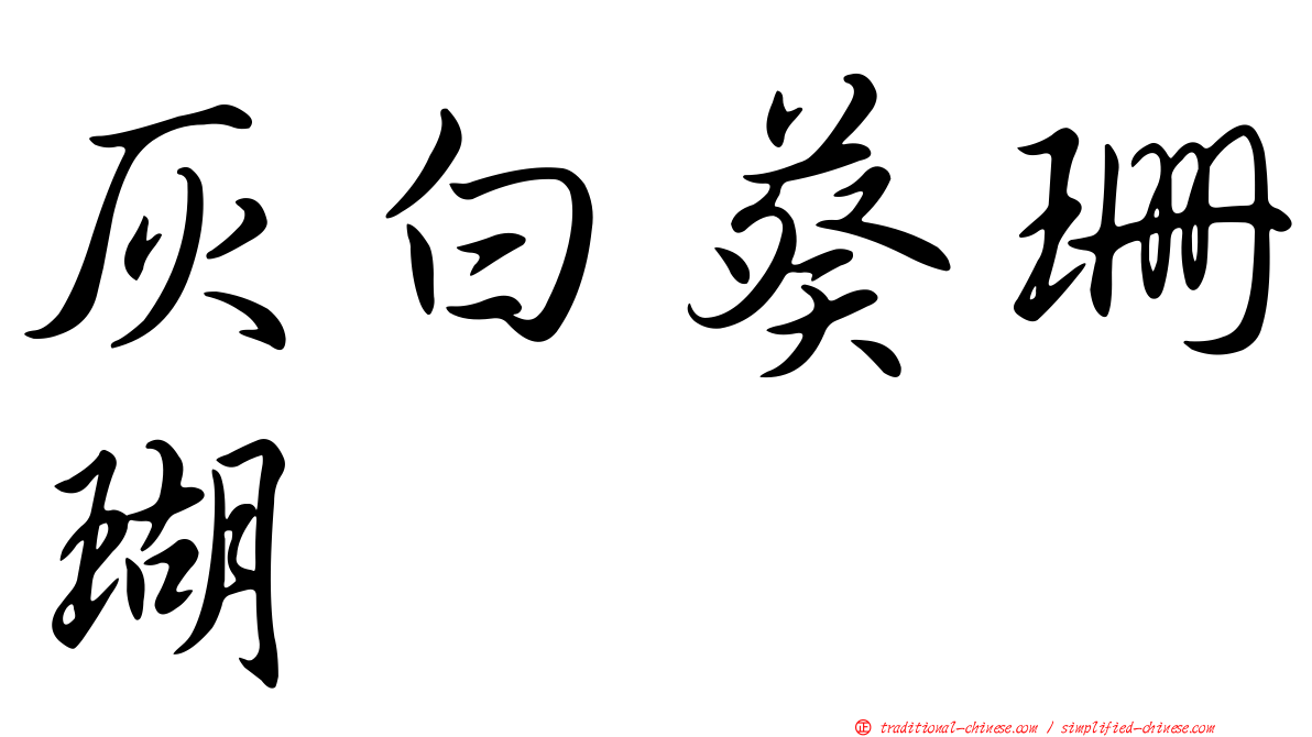 灰白葵珊瑚