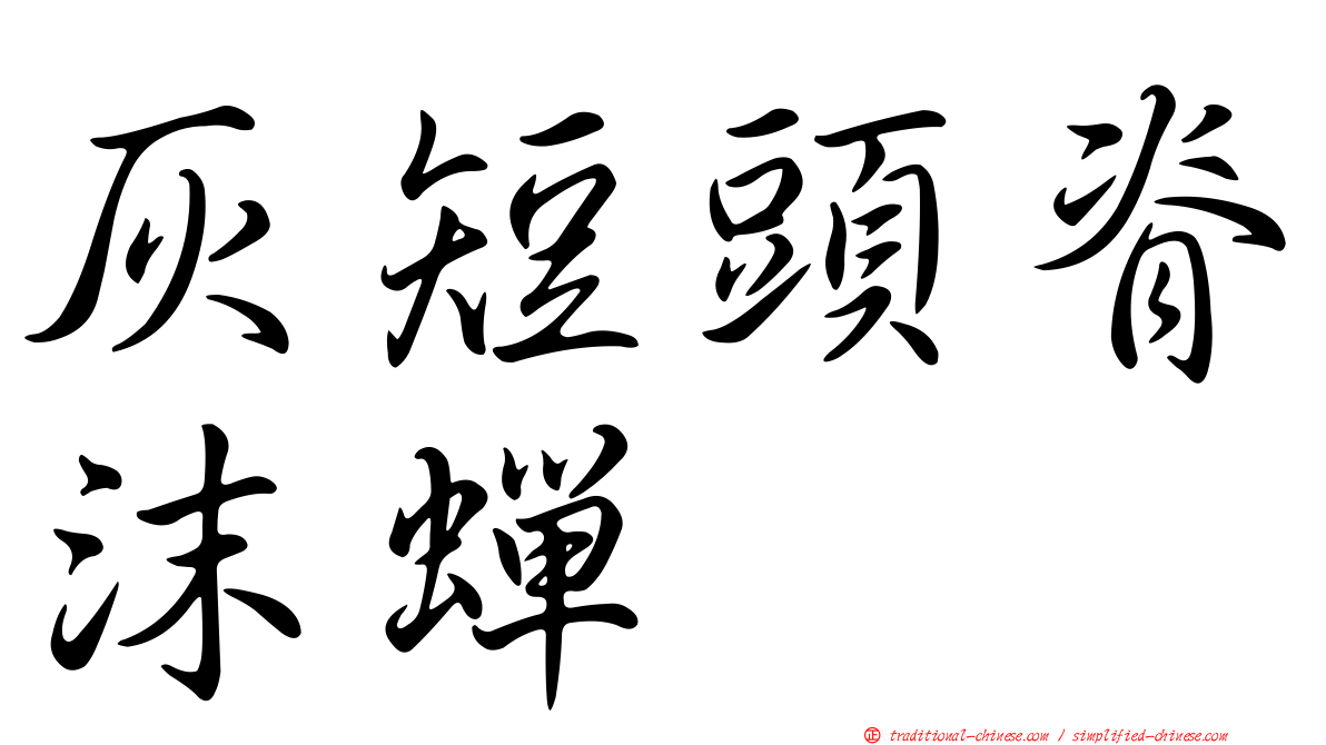 灰短頭脊沫蟬