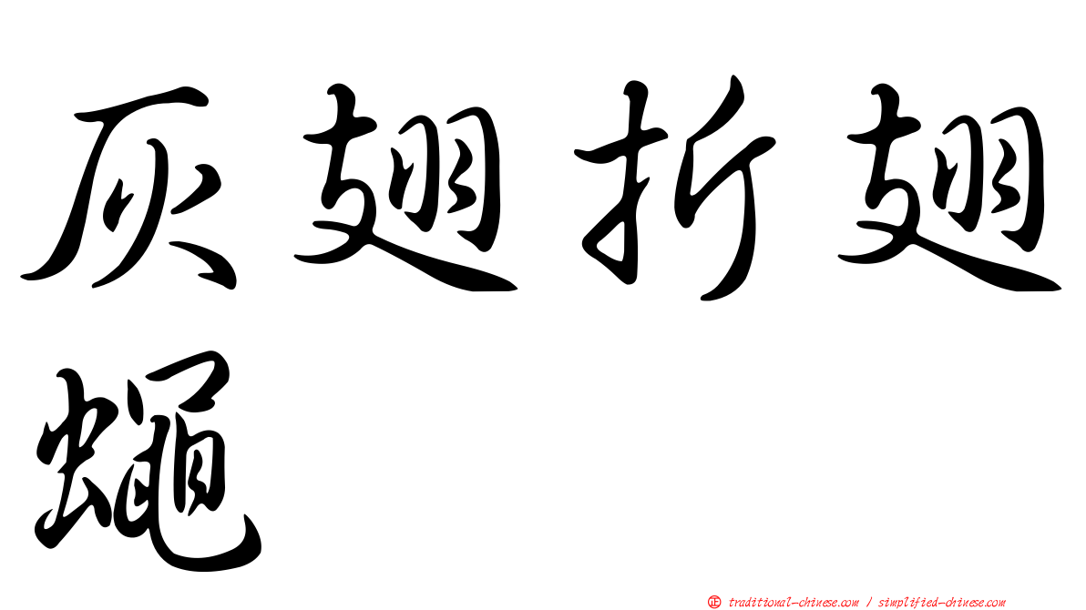 灰翅折翅蠅