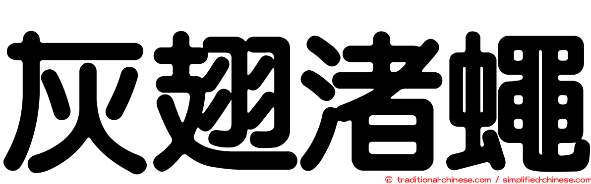 灰翅渚蠅