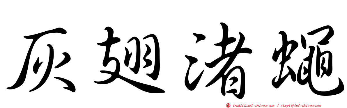 灰翅渚蠅