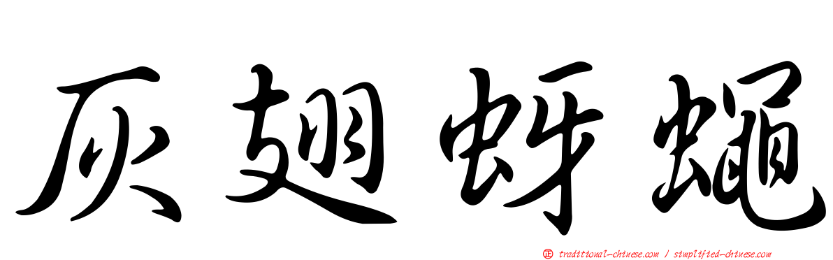 灰翅蚜蠅