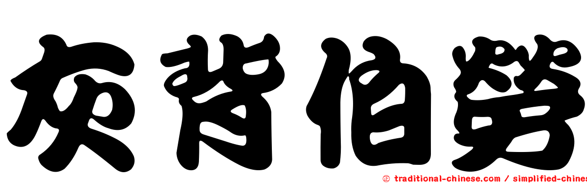 灰背伯勞