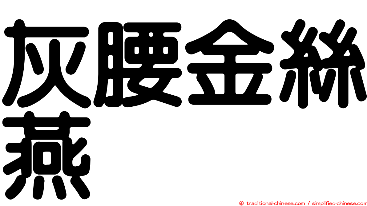 灰腰金絲燕