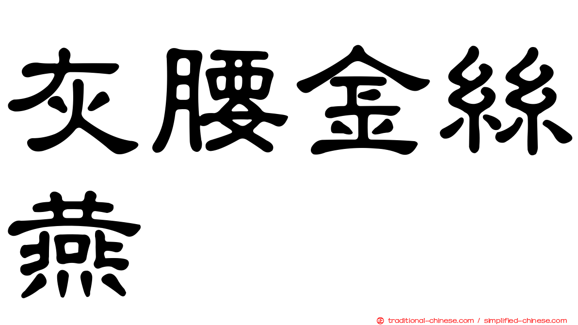 灰腰金絲燕