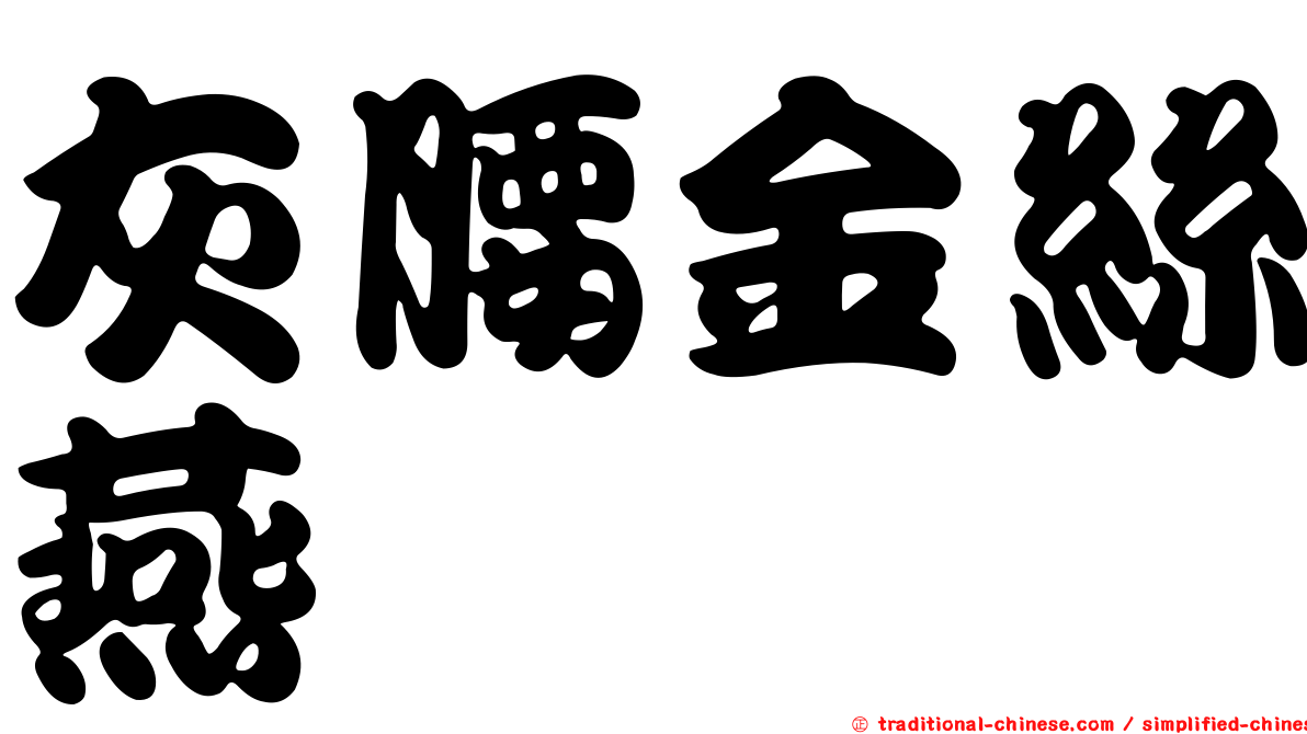 灰腰金絲燕