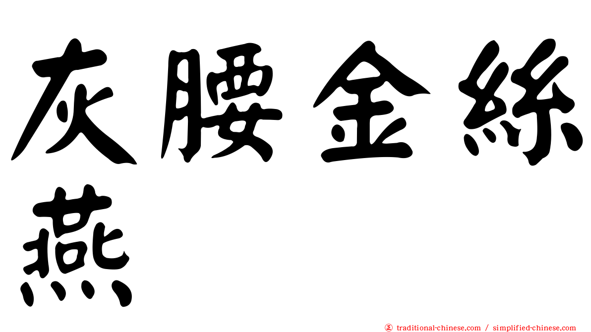 灰腰金絲燕