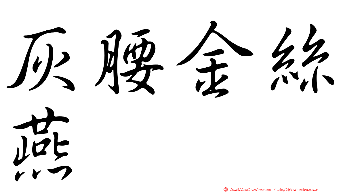 灰腰金絲燕