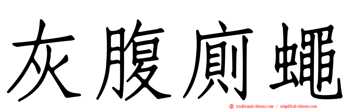 灰腹廁蠅