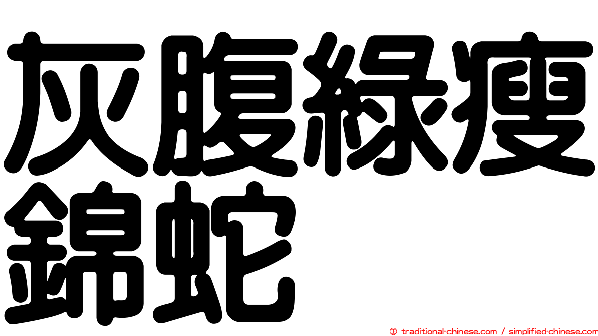 灰腹綠瘦錦蛇