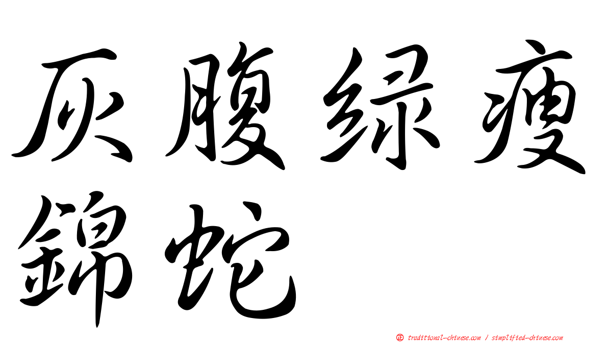 灰腹綠瘦錦蛇