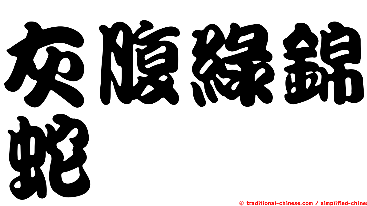 灰腹綠錦蛇